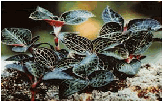 The herb leaf Anoechilus Roxburghii is said to have great medicinal value The herb leaf Anoechilus Roxburghii is said to have great medicinal value